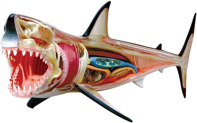 Amazon スカイネット 立体パズル 4d Vision 動物解剖 No 02 ホホジロ鮫解剖モデル 立体パズル おもちゃ