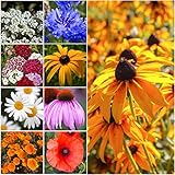 Seed Needs, Dryland Wildflower Mixture (20 Species) 30,000 Seeds Fresh & Untreated