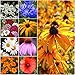 Seed Needs, Dryland Wildflower Mixture (20 Species) 30,000 Seeds Fresh & Untreated primary