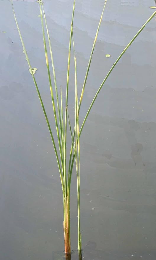 POND PLANT, CATTAIL ZEBRATAILS Garden &amp; Outdoor