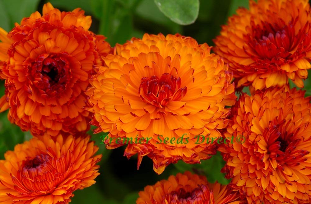 PREMIER SEEDS DIRECT - Calendula - NEON - 1 GRAM ~ Approx 200 Flower Seeds