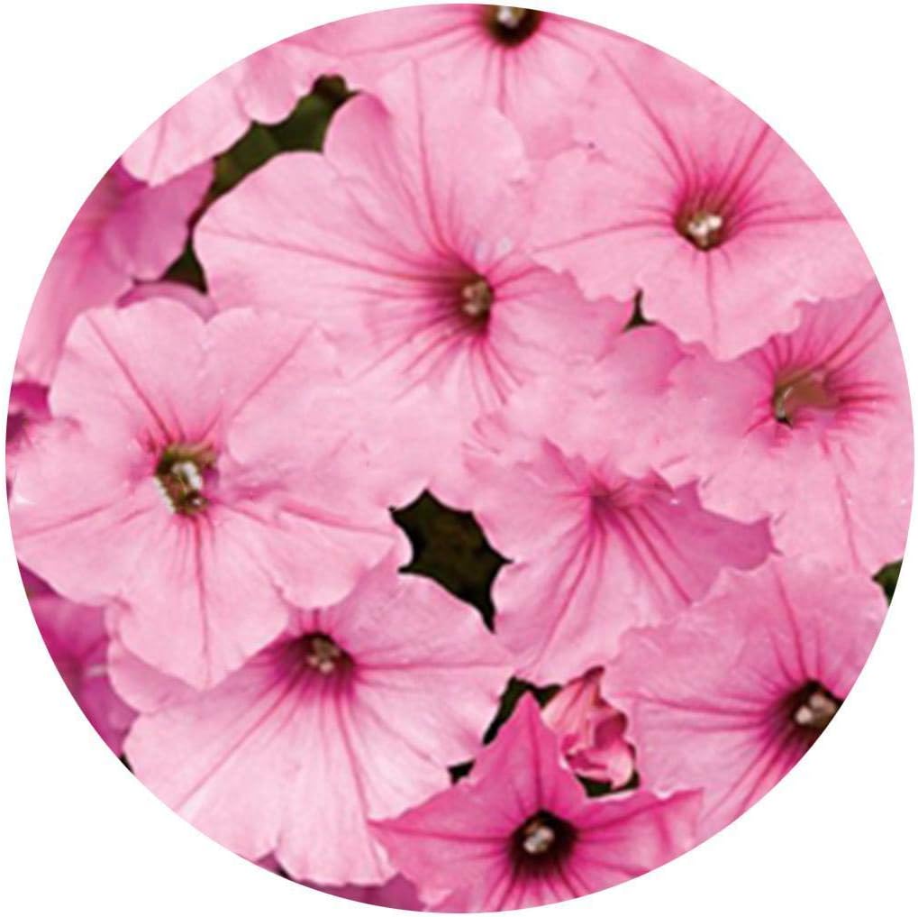 Feriay Seeds-100PCS Perennial Petunia Seeds Flower Beautifying Plant Seeds Flowers