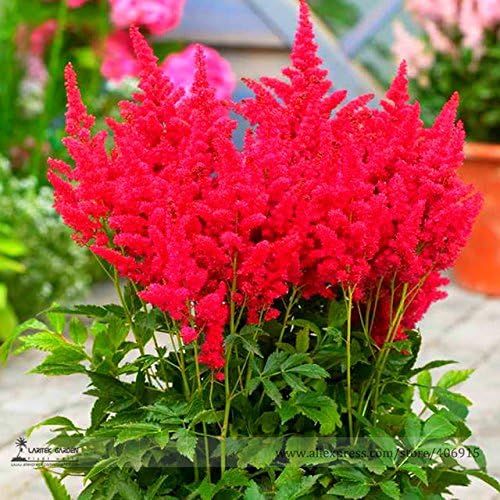 Hot Sale! Fireberry False Spiraea Red Astilbe Perennial Flower Seeds, Professional Pack, 100 Seeds / Pack, Cold Hardy, Heat Tolerant seeds on ice