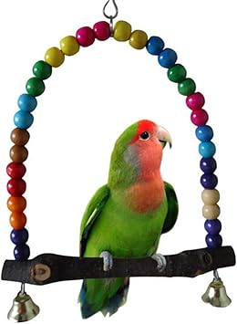 multi colored parakeet