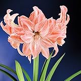 Amaryllis Lady Jane 24/26 - 1 flower bulb