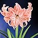 Amaryllis Lady Jane 24/26 - 1 flower bulb