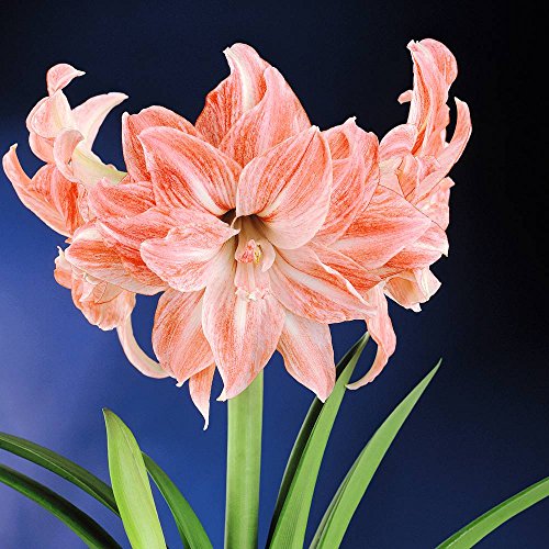 Amaryllis Lady Jane 24/26 - 1 flower bulb Amaryllis Lady Jane 24/26 - 1 flower bulb