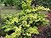 Chamaecyparis obt. ‘Crippsii’ (Hinoki Cypress) Evergreen, golden foliage, #2 – Size Containerthumb 2