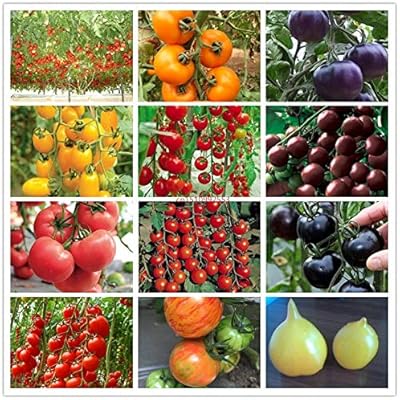 HONIC 100 Unidades Mezcla de Verduras Tomate, Plantas en macetas ...