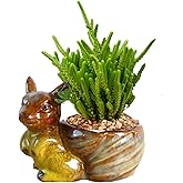 zmgmsmh Animal Shaped Planter Flower Pot Squirrel Shape Small Succulent pots with Drainage Ceramic Animal Planter, Indoor Pla