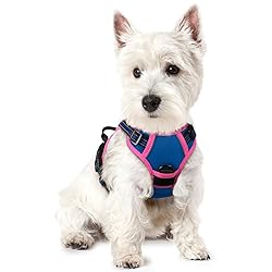 rabbitgoo Dog Harness No Pull with 2 Leash