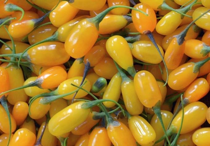 Organic Seeds 4 En Goji Very Rare New Variety Rrum By Farmerly Amazon Ca Grocery amazon ca