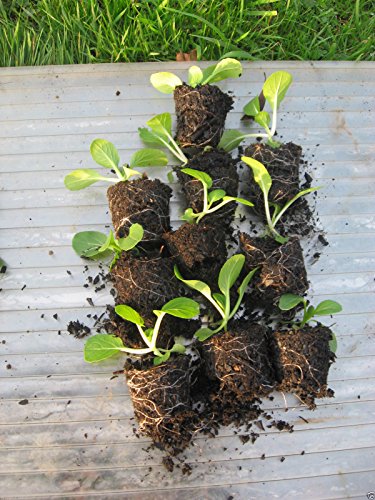 Bok Choy (Pak Choi) non-heading Chinese Cabbage, Organic Vegetable.15,000 Seeds - Thumbnail 5