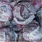 Package of 300 Seeds, Mammoth Red Rock Cabbage (Brassica oleracea) Non-GMO Seeds By Seed Needs