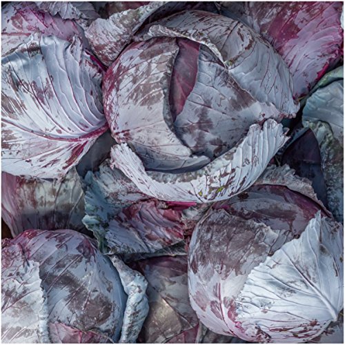 Package of 300 Seeds, Mammoth Red Rock Cabbage (Brassica oleracea) Non-GMO Seeds By Seed Needs
