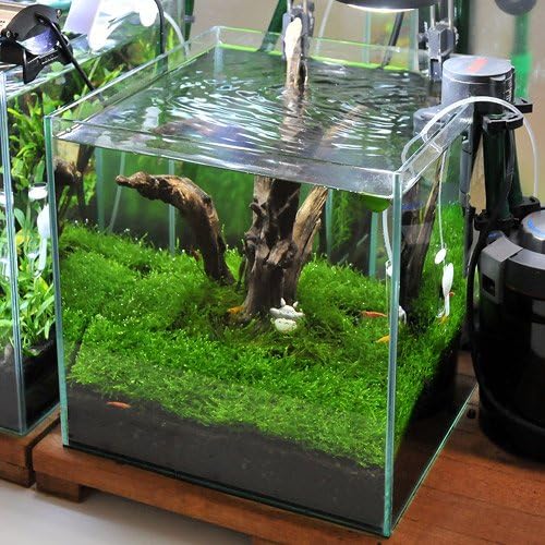 Amazon 水草 初めての流木レイアウトセット ３０ｃｍキューブ水槽用 水草 流木のみ 本州四国限定 Charm チャーム 生体水草 通販
