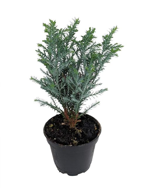 Pinkdose Jardín Plantas en Maceta aceous Semillas Bluebell MY8L ...