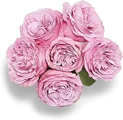 Floral Garden Rose 6 Stem, 1 Ea