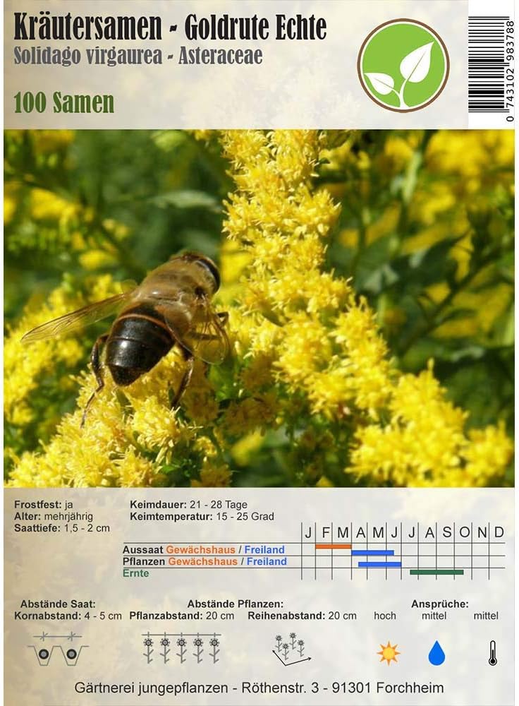 Herb Seeds - Goldenrod Real/Solidago virgaurea 100 seeds