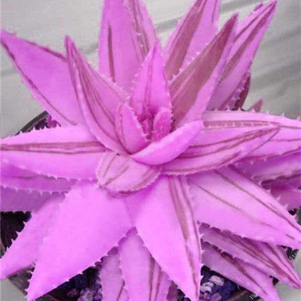 Masoke Seeds -"Lily of The Desert" Colored 100 Grain Real Aloe Vera (Aloe barbadensis) Seed First aid Plant, Miraculously Healing Powers