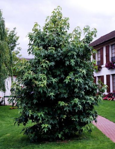 Amberbaum: Amazon.de: Garten