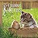 Turner Photo 2017 Curious Kittens Photo Mini Wall Calendar, 7 x 14 inches Opened (17998950004)