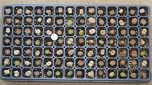 14 Misc Lithop Collection Stone Faces Living Stones