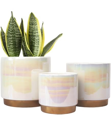 我谷風盆 約32cm×約22.5cm×約3.5cm Amazon.com: Headwind