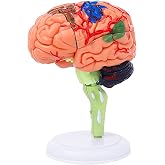32-Piece Human Brain Anatomy Model with Display Stand, 4.3-Inch Detachable Brain Replica for Adult Anatomy Study, College Biology, Nursing and Medical Education