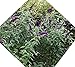 Black Knight Butterfly Bush ( buddleia ) - Live Plant - Quart Pot