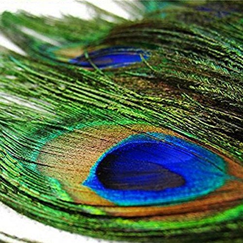 Jooks Peacock Feathers Natural Peacock Tail Feathers Feathers High
