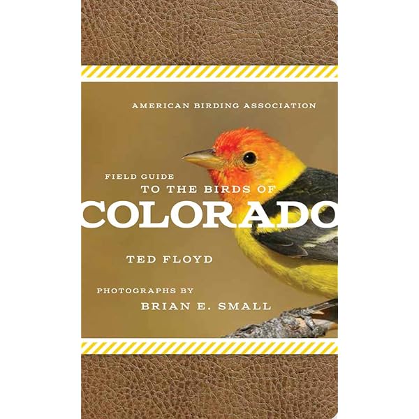 The Kids Guide To Birds Of Colorado