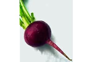 COUNTRY CREEK ACRES GROWING IS IN OUR ROOTS Beets, Early Wonder, Heirloom, Non GMO, 25+ Seeds, Tender N Sweet Beet, Country Creek Acres