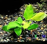 Anubias Nana Golden Rhizome Live Aquarium Plants Decorations By Mainam