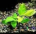 Mainam Anubias Nana Golden Rhizome Live Aquarium Plants Decorations