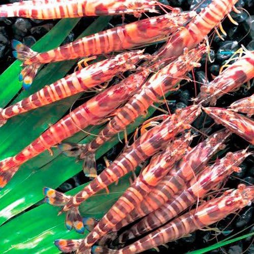 Amazon 久米島の活き車えび 0g 7 11尾 1p 久米総合開発 鮮度抜群ピチピチ活き車海老 ぷりぷり食感と極上の甘み お刺身 お寿司 エビフライ エビチリ 塩焼きに 久米総合開発 鮮魚 通販