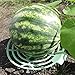 Growerology Melon, Squash and Pumpkin Cradles - Raises Produce Off of Soil (Set of 6 Supports)