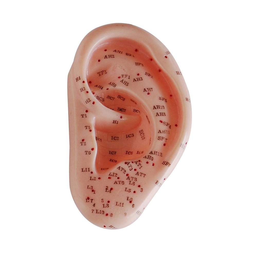 66fit Ear Acupuncture Model - 13cm - Pressure Point and Meridians