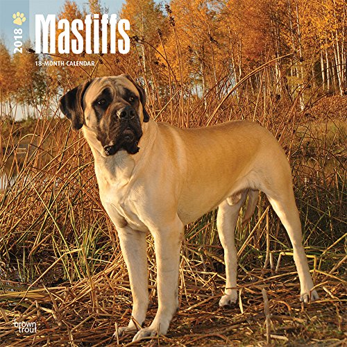 Mastiffs 2018 12 x 12 Inch Monthly Square Wall Calendar, Animals Dog Breeds (English, French and Spanish Edition)