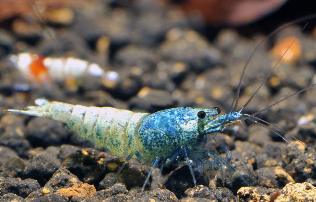5 Blue Bolt Shrimp Freshwater Aquarium Pets. Mixed Sizes.