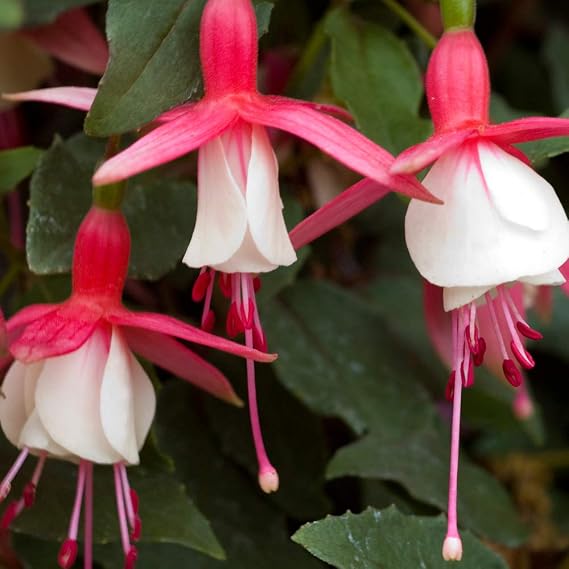 Fuchsia Alice Hoffman Hardy Perennial Deciduous Upright Shrub Red and