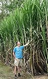 #1100 WORLDS TALLEST SUGARCANE*100 seeds