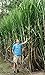 #1100 WORLDS TALLEST SUGARCANE*100 seeds
