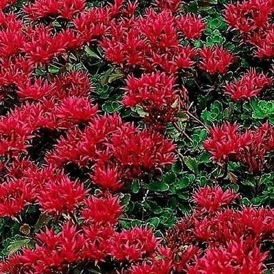 50ct Of Red Sedum Seeds Dragon Blood Red Flowering Ground Cover Seeds Heirloom Amazon De Garten