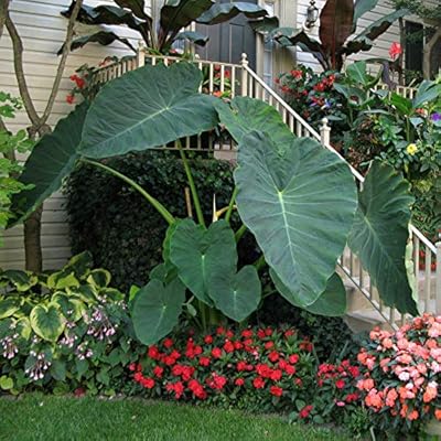 Buy Live Bulbs Colocasia Gigantea Thailand Giant Thai Giant Elephant Ear Huge Leaf 3 Bulbs Online In Indonesia B07ny8mrn4