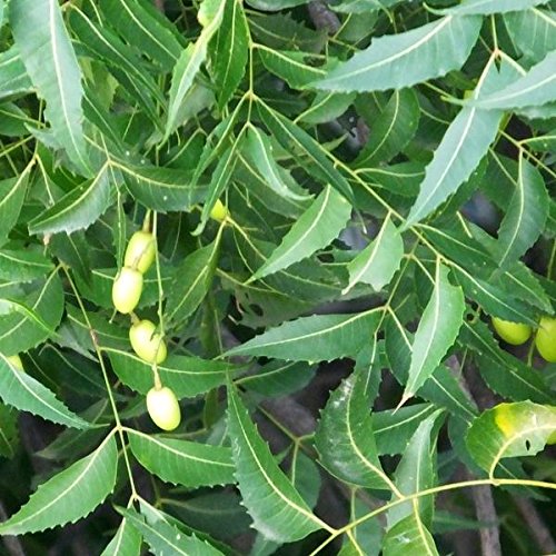 Best neem tree seed to buy in 2019 Allace Reviews