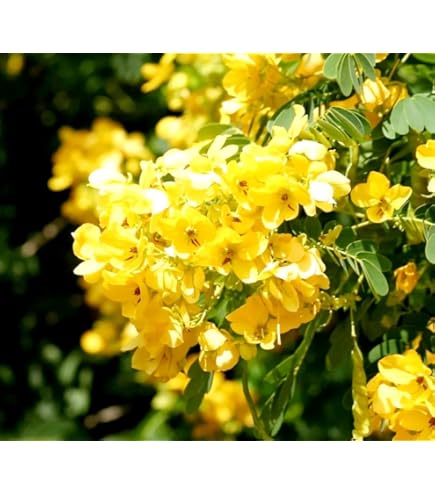 100 Semi Cassia Angustifolia - Semi Di Pianta Senna, Per Giardinaggio - Foto 11