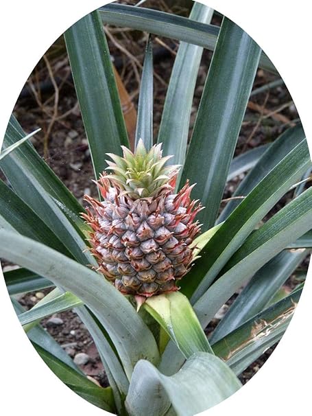 Ananas comosus Pflanze 5cm echte Ananaspflanze essbare süße Früchte