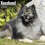 Keeshond Calendar - Breed Specific Keeshond Calendar - 2016 Wall calendars - Dog Calendars - Monthly Wall Calendar by Avonside