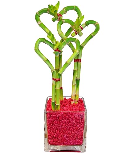 earnest hearts  アーネストハーツ　2nd kousei Amazon.com : Athena's Garden Dual Heart Bamboo Plants Live Lucky